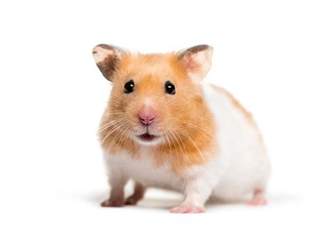 528 Best Syrian Hamster Images Stock Photos And Vectors Adobe Stock