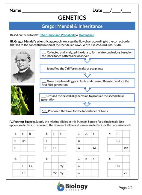 Mendel And His Peas Worksheet Worksheets For Kindergarten