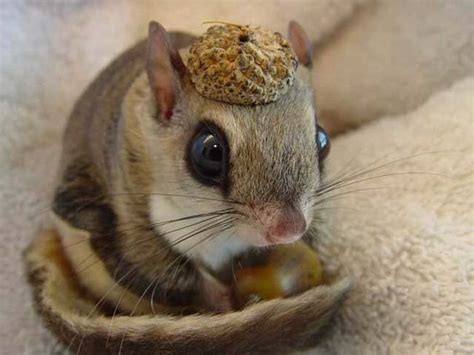 The japanese dwarf flying squirrel has a mandible that has a coronoid process which the dwarf tree squirrel lacks. baby Japanese dwarf flying squirrel | aww | Pinterest ...
