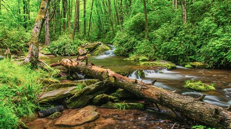 Image Usa Pisgah National Forest North Carolina Creek 1920x1080
