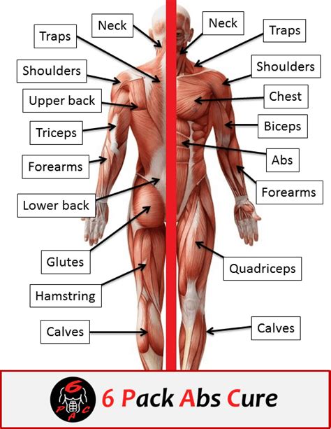 There is one deltoid muscle over each shoulder joint. Human muscle anatomy basics | 6 Pack Abs Cure