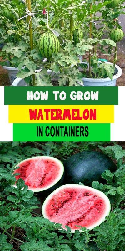 How To Grow Watermelon In Containers How To Grow Watermelon Diy