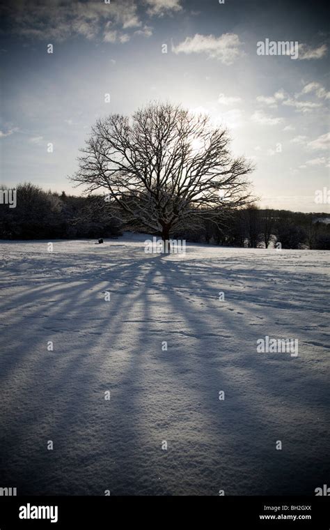 Tree Casting Shadows High Resolution Stock Photography And Images Alamy