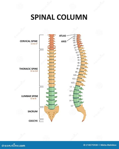 Huesos De La Columna Vertebral Todas Las Partes Y Anatomía De La