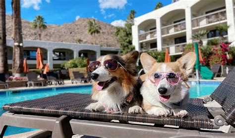 Pet Friendly Hotels Visit Palm Springs