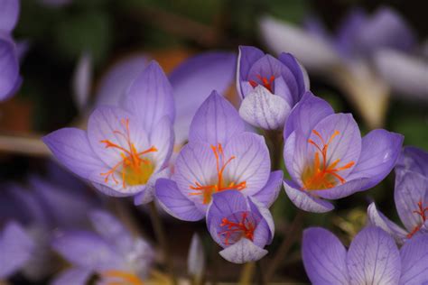 무료 이미지 자연 꽃잎 봄 플로라 야생화 꽃들 아름다운 크로커스 사프란 꽃 피는 식물 연간 공장 홍채