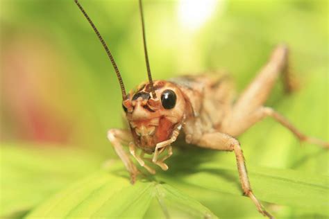 Utterly Astonishing Facts About Crickets