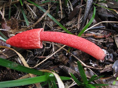 Garden Fungi Phallus Rubicundus Queensland Mycological Society