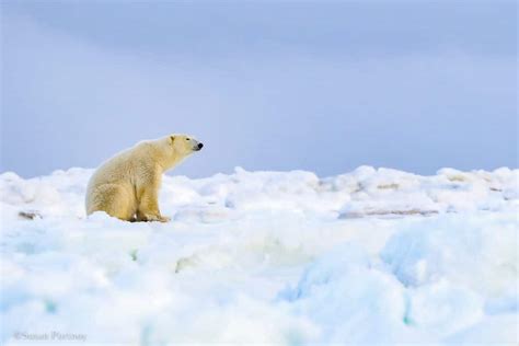 The Ultimate Guide To Polar Bear Tours In Churchill Manitoba