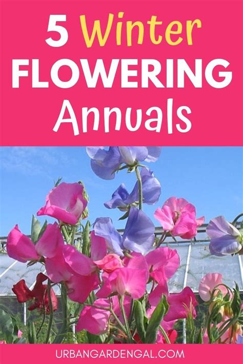 Winter Flowering Annuals These Beautiful Annual Flowers Are Great For