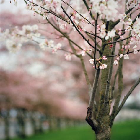 Cherry Blossom Tree Aesthetic Tumblr