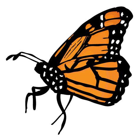 Monarch Butterflies Clipart 20 Free Cliparts Download Images On
