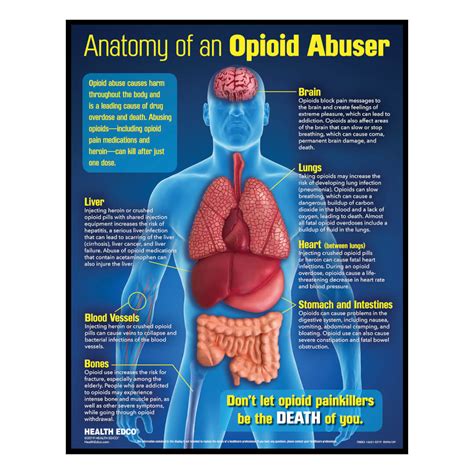 Anatomy Of An Opioid Abuser 3 D Display Nimco Inc