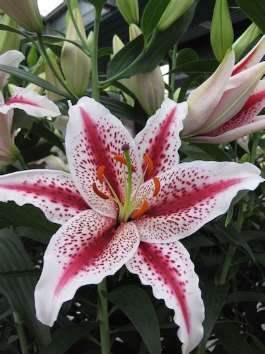 Buy Lily Bulbs Tigerwoods Oriental Lily Gold Medal Winning Harts