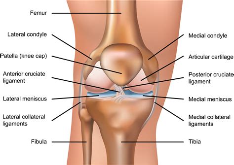 Matthew Boyle Orthopaedic Surgeon Knee Anatomy Knee Ligaments