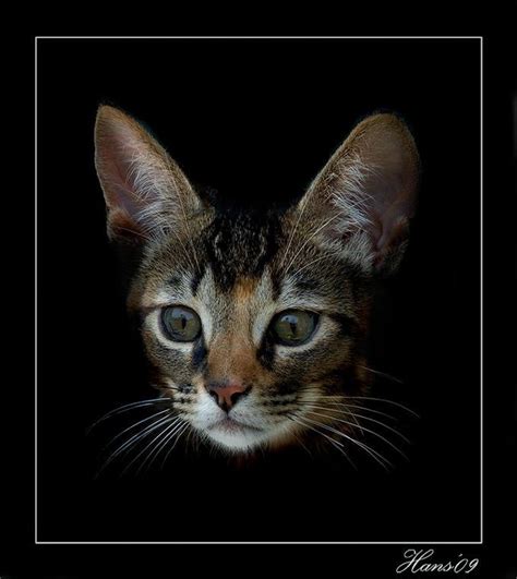Big Ears Catsdomestic Pinterest