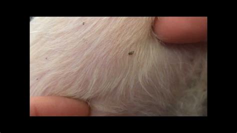 What Does A Flea Bite Look Like On A Dog