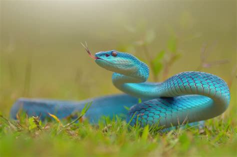 Blue Snake Most Beautiful Picture