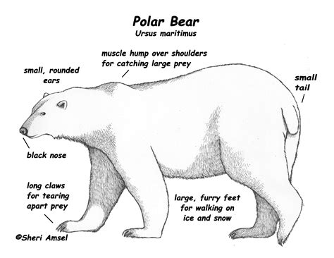 Polar Bear Body Parts Diagram