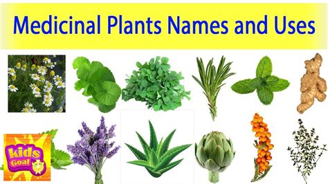Medicinal Plants And Their Uses