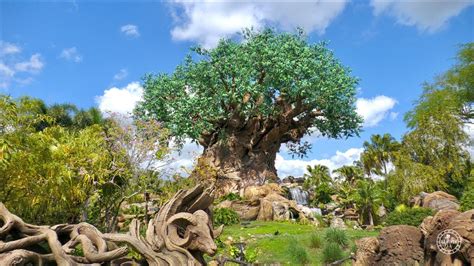 Walk Around Disneys Animal Kingdom In 4k Tree Of Life Avatar And More