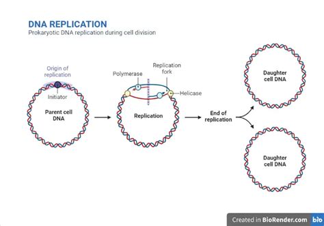 Dna Replication Steps And Mechanism Microbe Online