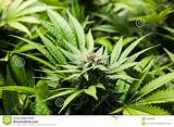 Images of Medical Marijuana Thc