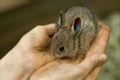 The Worlds Smallest Animals Part 1