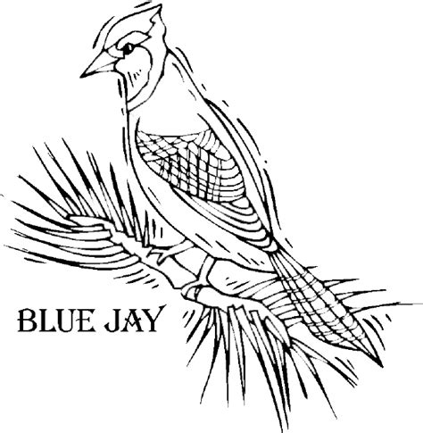 Blue Jay Bird Coloring Page Printable Sketch Coloring Page