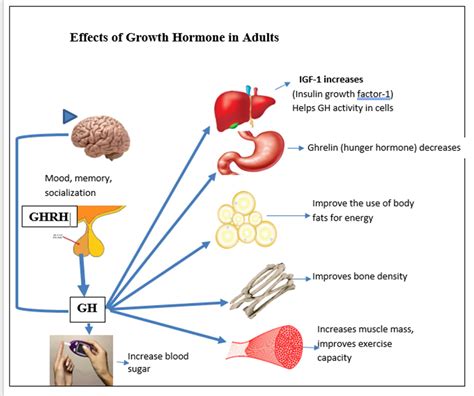 Adult Growth Hormone Deficiency Wapo