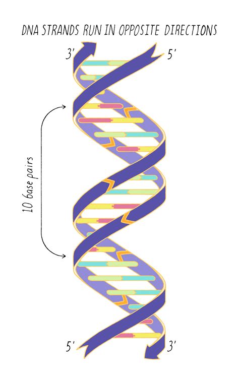 The Structure Of Dna By Ron Vale
