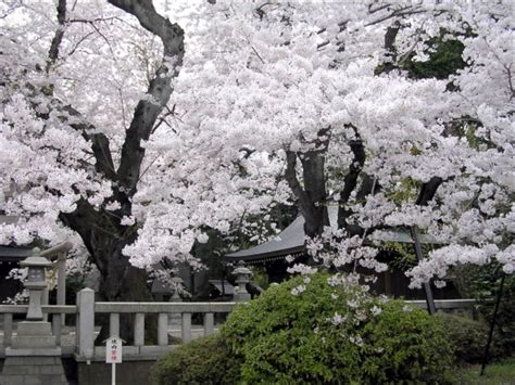 Árbol De Sakura Japón Japanese Garden Plants Cherry Blossom Japan
