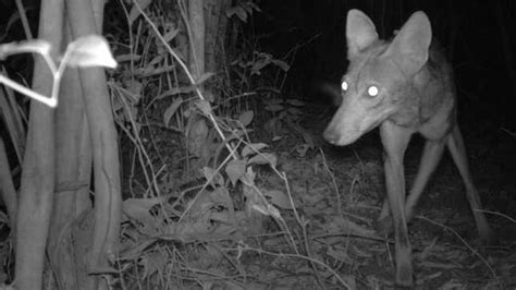 Camera Traps Show Invasive Coyotes Heading Toward South America