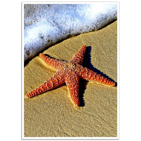 Starfish On The Beach Photographic Poster Just Posters