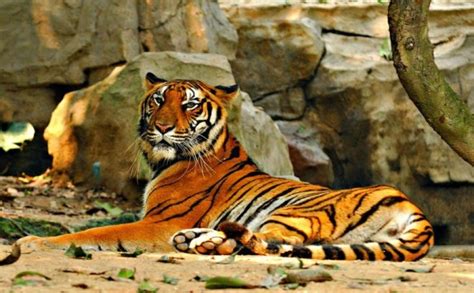 El Tigre de Bengala Características hábitat alimentación