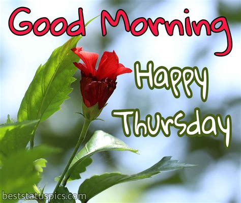 33+ Good Morning Happy Thursday Images, Wishes, Quotes | Best Status Pics