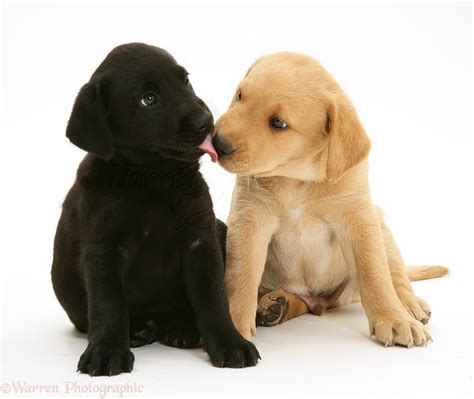 Dogs One Black And One Yellow Labrador Pups Photo Wp10244