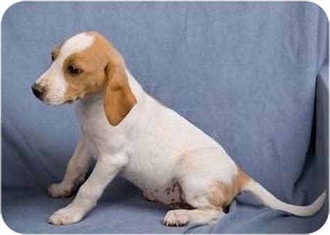 Visit the post for more. LEMON DROP | Adopted Puppy | Anna, IL | Basset Hound/Beagle Mix