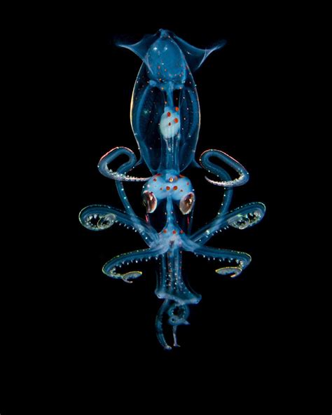 Sharpear Enope Squid Deep Sea Life Deep Sea Creatures Beautiful Sea