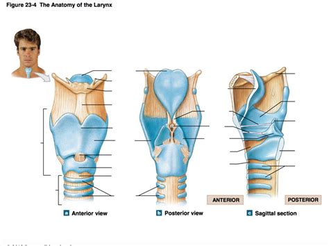 Anatomy Of The Larynx Anterior And Posterior View Diagram Quizlet My