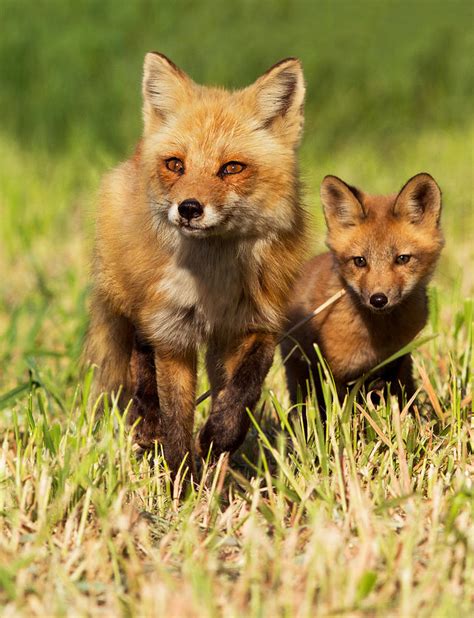 Fox Family By Mircea Costina Photography
