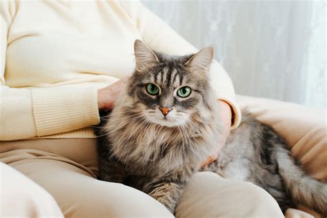 The Best Cat Breeds For Seniors To Own Sparrow Living