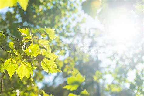 Green Leaves And Sun Light Stock Photo Image Of Nature 260795622