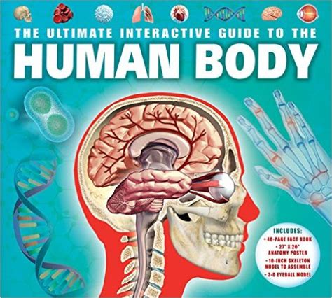 Human Body Books Camilla De La Bedoyere
