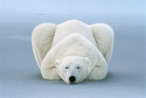Polar Bear At Ease Manitoba Canada 1998 National Gallery Of Fine Art