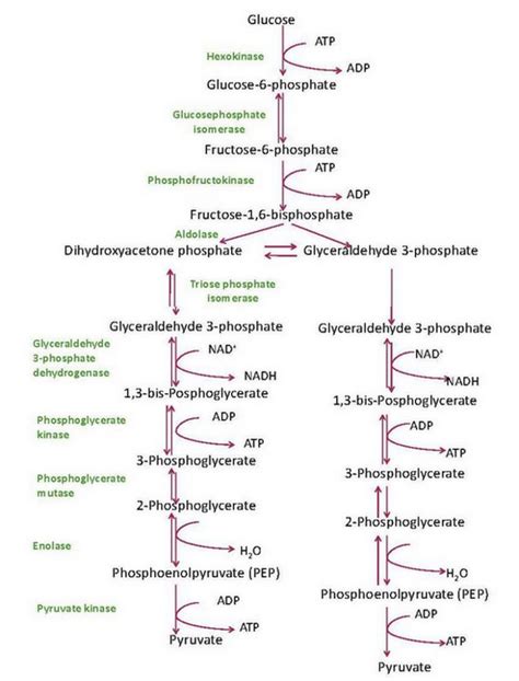 Glycolysis Where Does Glycolysis Take Place Steps And Pathway