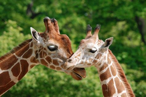 Animal Sex How Giraffes Do It Live Science