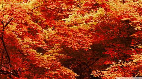 Japanese Maple Wallpapers Wallpaper Cave