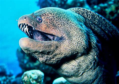 10 Most Dangerous Fish In The World Planet Deadly