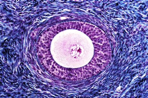 Ovarian Follicle Light Micrograph Stock Image P6320102 Science